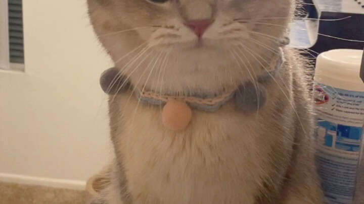 Apakah kucing kecil yang marah selalu begini: pertama berubah jadi ayam kukuk, baru kemudian menjadi