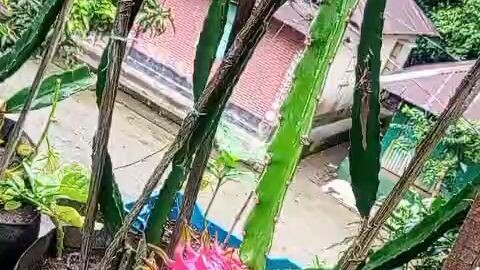 ডাগন ফল