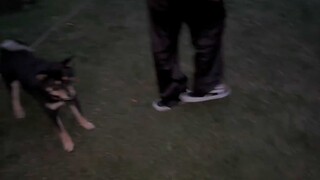 小黑柴吓得都飞起来了