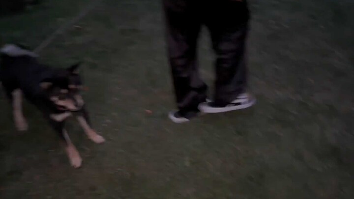 The little black dog was so scared it flew into the air!