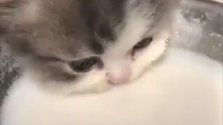 Cat drinking milk original video