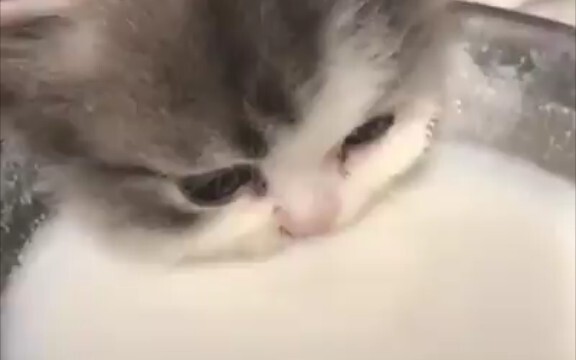 Cat drinking milk original video
