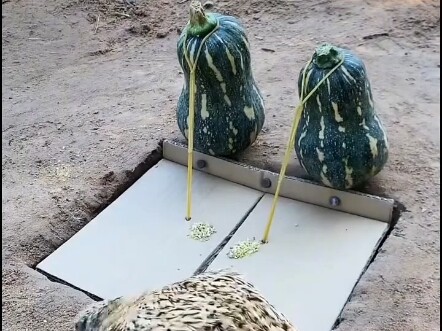 Người vì tiền mà chết, chim vì mồi mà chết
