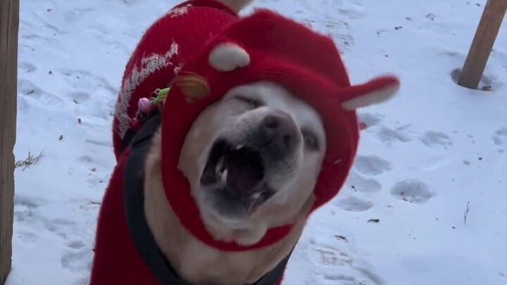 Để dành những món bổ dưỡng, ngon lành cho chú chó vàng to lớn!