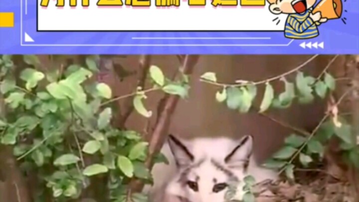 Cuối cùng cũng hiểu vì sao Đế Vương lại thiên vị Đát Kỷ – thật sự khó mà không thiên vị được! Cáo ti