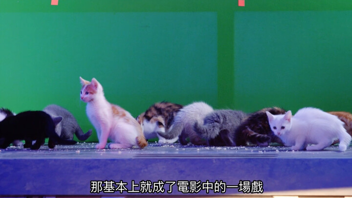 There are way too many adorable kittens on set! Marvel really needs to crack down—this crew clearly 