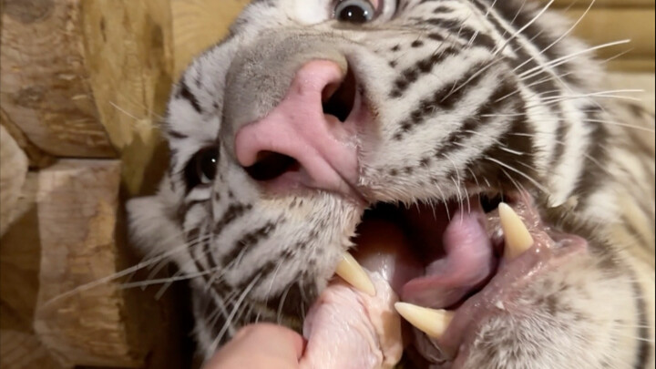 🦓: لقمة واحدة وطبق كامل من أفخاذ الدجاج، بحبك كثيرًا يا حبيبي! 😘