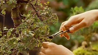 Hành động rất đẹp mắt, cảnh rất đẫm máu, tổ chức ninja rất bí ẩn