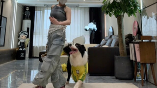 Puppy dance combo!