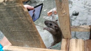 Chicken, you're just too beautiful; even rats can't stand it.