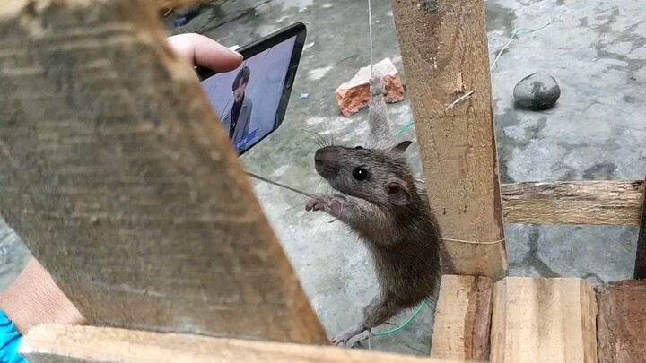 Gà ơi em đẹp quá, chuột nhìn còn không chịu nổi.