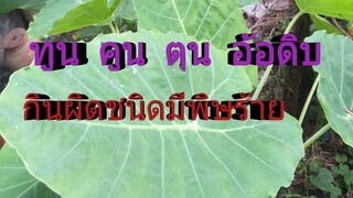 สรรพคุณทูน คูน หรือออดิบ ต้นแบบไหนกินแล้วปลอดภัย /โดยฮอยไทยอีสาน