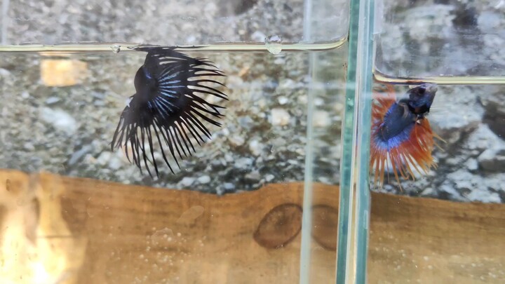 Mini fish farm ❤️ #BiliBili #Betta fish