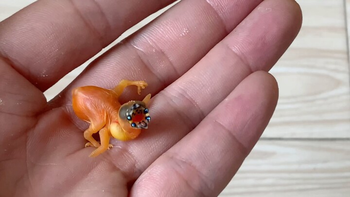 Help the Gouldian finch poop for the first time