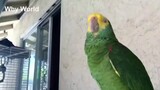 Funny parrots (this is my dream parrot)( Why World)