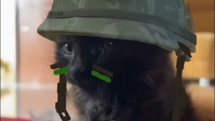TENTARA LUCU #korveleon #cat #demikanimal