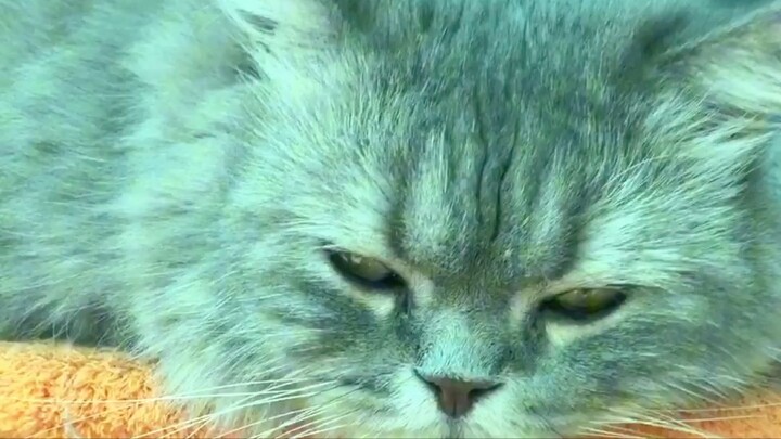 แมว snow