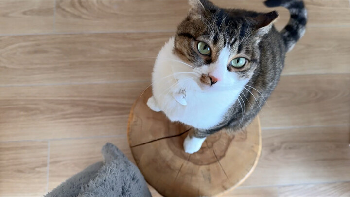 Chính là nó, lúc livestream cứ liên tục bảo tôi hóa thân thành “máy đập mông”.