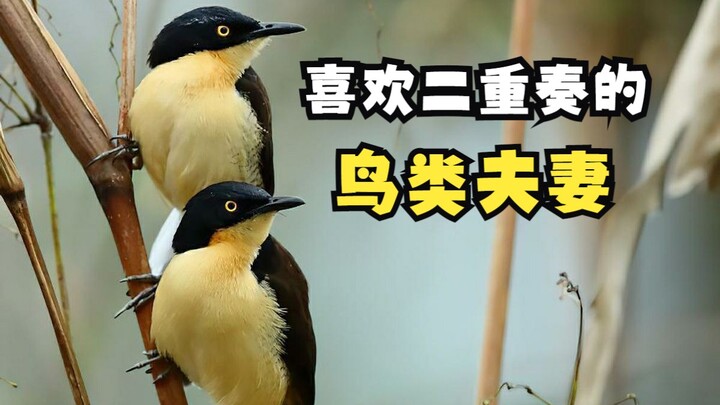 Artis yang menyukai duet suami-istri - Burung Wren Berkepala Hitam