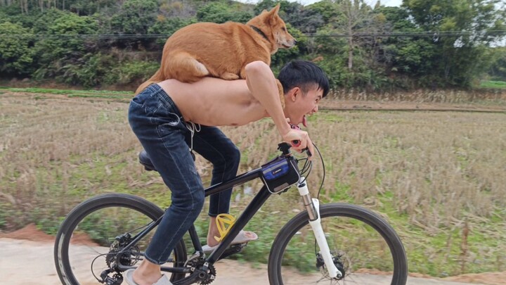 Mengendarai sepeda, mengajak anjing jalan-jalan