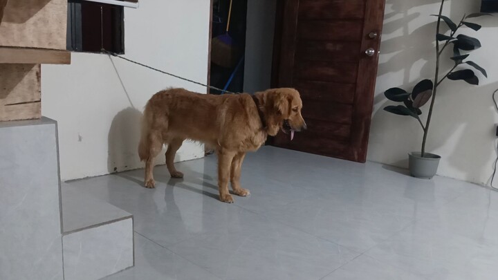 the dog