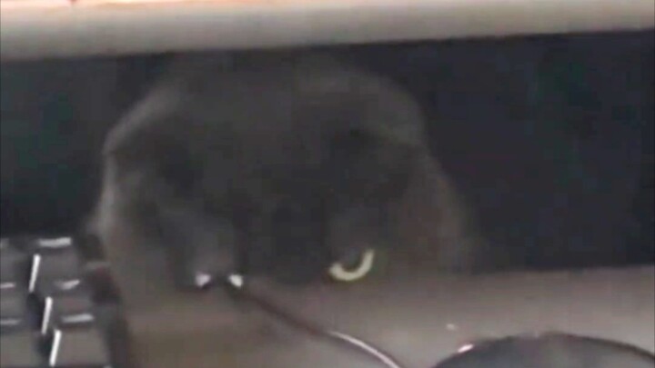 Peluang tewas karena digigit kucing sangat kecil, tetapi tetap bukan nol!