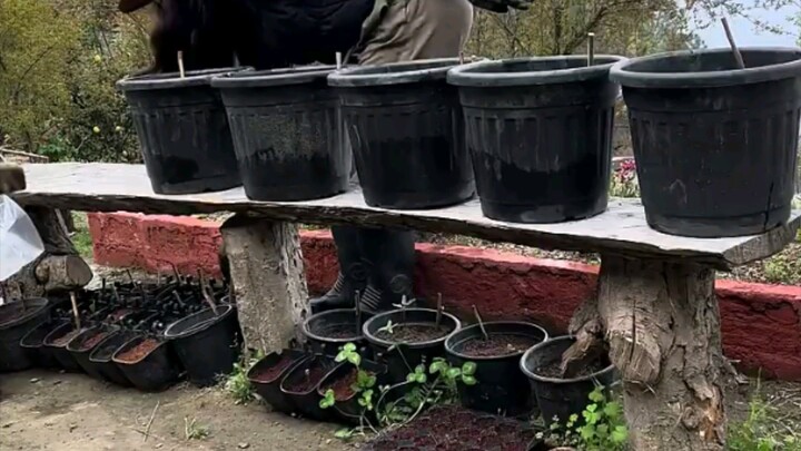 Himalayan Country Side Living🧑‍🌾