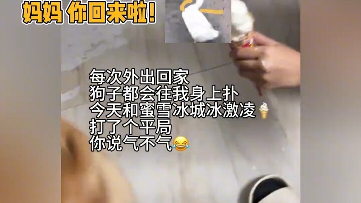 The little dog doesn’t know what to choose—it just wants to take care of both.