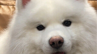 ساعدوني في مراقبة الكلب، سأخرج قليلاً وأعود حالاً