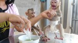 Baby Monkey Eat Dessert!! Wow Maki Crying Seizures Can't Wait mom Prepare