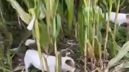 The dog helps its owner with farm work, munching on a corn stalk with every bite.