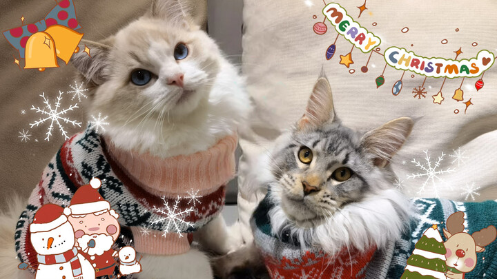 [สัตว์]แมวน่ารักสองตัวในชุดคริสต์มาส|<ดอกไม้หิมะ>