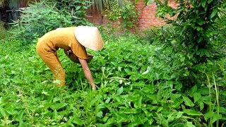 Chợt nghĩ ra món này chạy ra vườn bức vô làm liền | ATCL T188