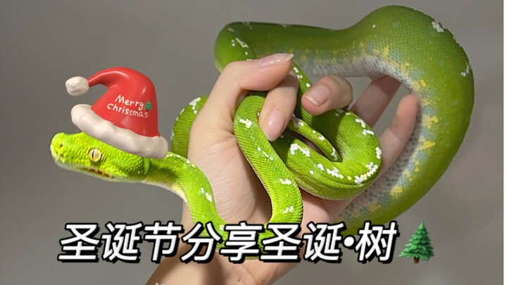 圣诞绿树特辑·小蛇混剪