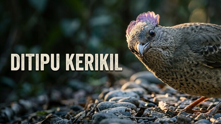 Burung Bowerbird Menata Halaman Sarangnya Supaya Tampak Lebih Besar dari Aslinya di Mata Betina