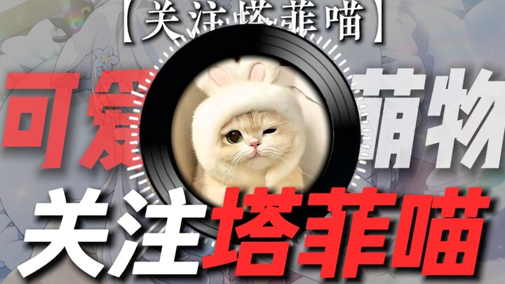 Looped Single | [Follow Tafi the Cat] “Follow Tafi the Cat, follow Tafi—thank you, meow!” A cute lit