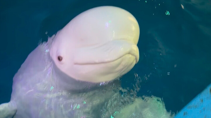 Big White Family of Four with a Bucket of Ice Cubes