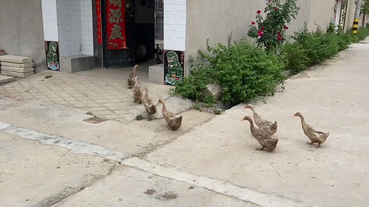 ยามเย็นมาดูกันว่าฝูงเป็ดของสามบ้านกลับบ้านกันยังไง แล้วลองสังเกตปฏิกิริยาของฝูงเป็ดตอนเพื่อนบ้านฝั่ง