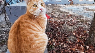 Memasang kamera pada kucing, ternyata kucing juga punya geng, lucu!