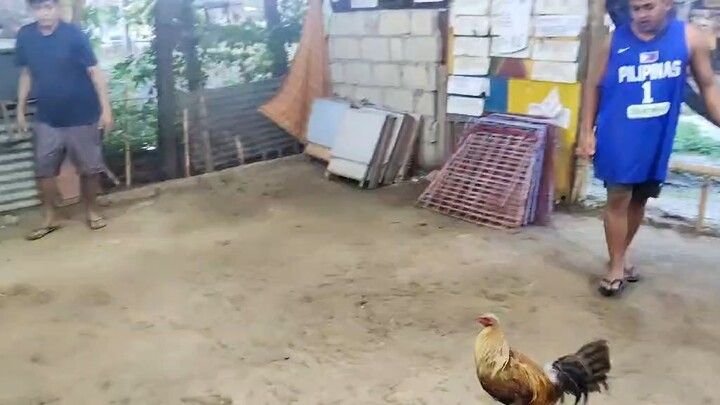 Sbr vs escoline bulik