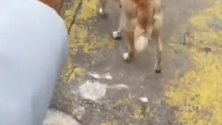 还是第一次见人仗狗势的