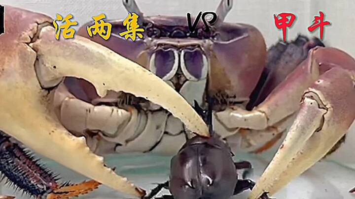 Sharp Blade (Crab) VS Jiato (นางฟ้ามีเขาเดียว) เชี่ยวชาญในการให้ความรู้แก่คุณและทำให้คุณพูดสกปรก