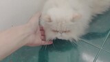 Shiro kucing paling imut