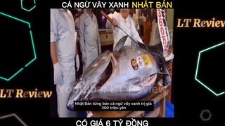 Cá Ngừ Xanh Nhật Bản, loại đắt nhất thế giới | LT Review