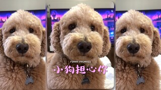 Anak anjing juga bisa khawatir tentangmu💗