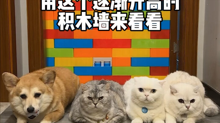 High-Jump Challenge: Let’s See Which of My Three Cats and One Dog Is the Best!