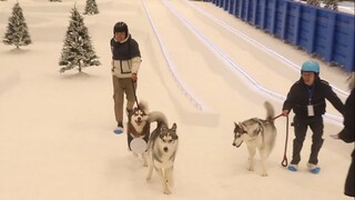 Khi chó Husky lần đầu tiên nhìn thấy tuyết, chúng sẽ có phản ứng kỳ diệu gì đây?