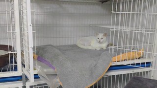 [แมว] แมวขาวจร: กรงนี่คือบ้านฉัน