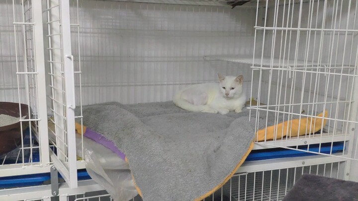 [Cats] Stray White: The Cage is My Home