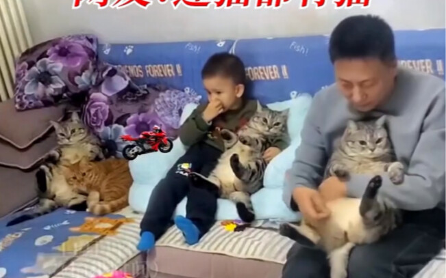 Sau bữa cơm, mỗi người một con mèo, ngay cả mèo cũng có mèo riêng, chỉ còn mình bạn…